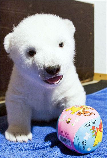 Bably polar bear flocke with her Winny the Pooh ball.